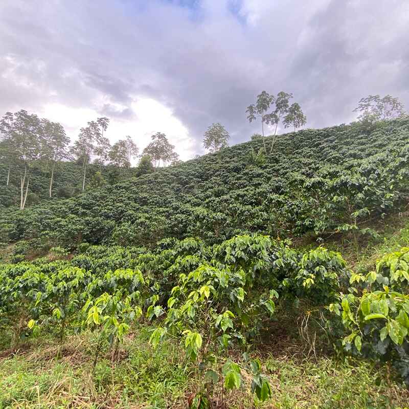 COLOMBIA GUAVA BANANA NATURAL ANAEROBIC