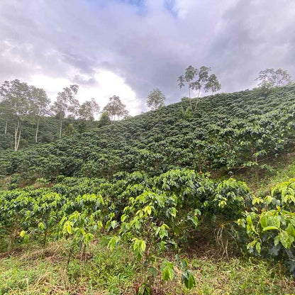 COLOMBIA GUAVA BANANA NATURAL ANAEROBIC
