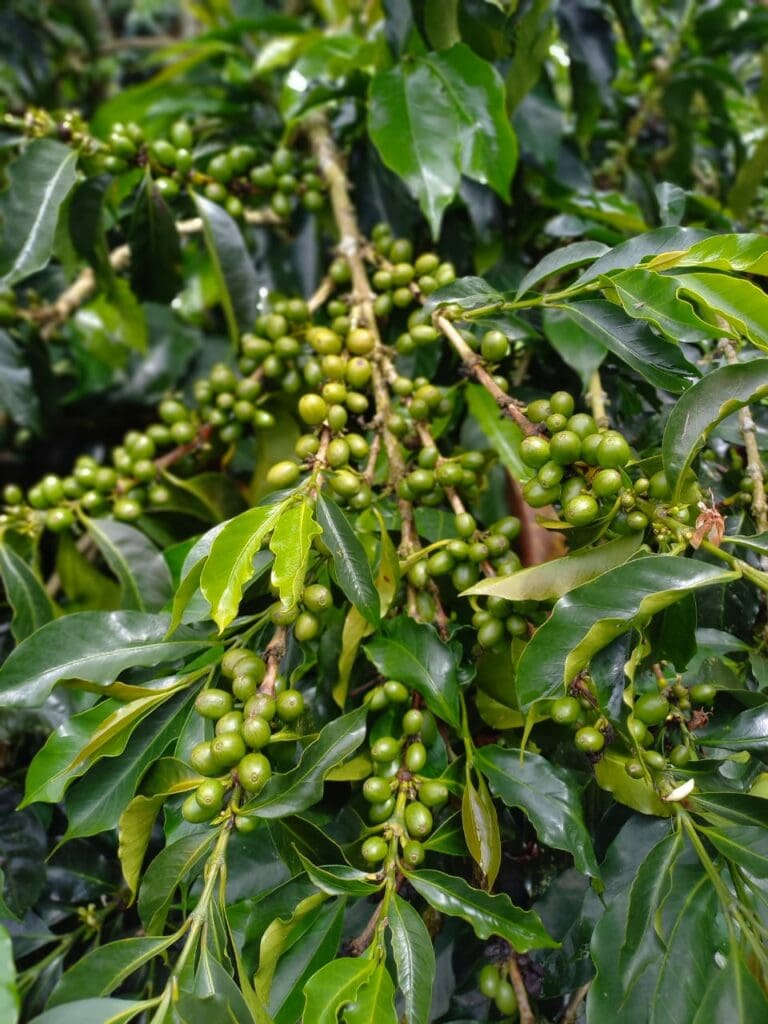 COLOMBIA EL MIRADOR HYDRO HONEY