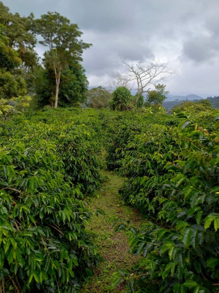 COLOMBIA EL MIRADOR HYDRO HONEY