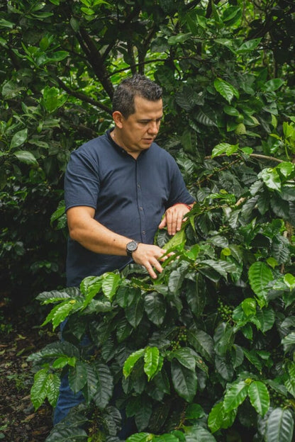 COLOMBIA EL MIRADOR HYDRO HONEY