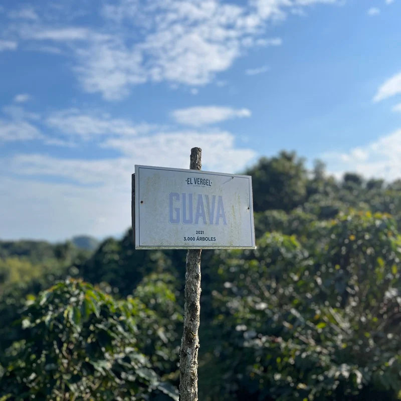 COLOMBIA GUAVA BANANA NATURAL ANAEROBIC
