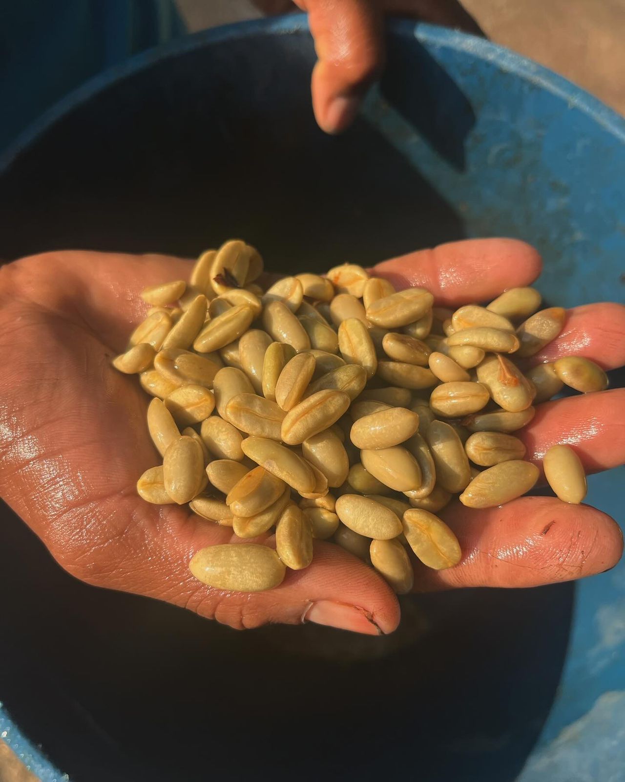 HONDURAS CECILIA QUAN RED HONEY