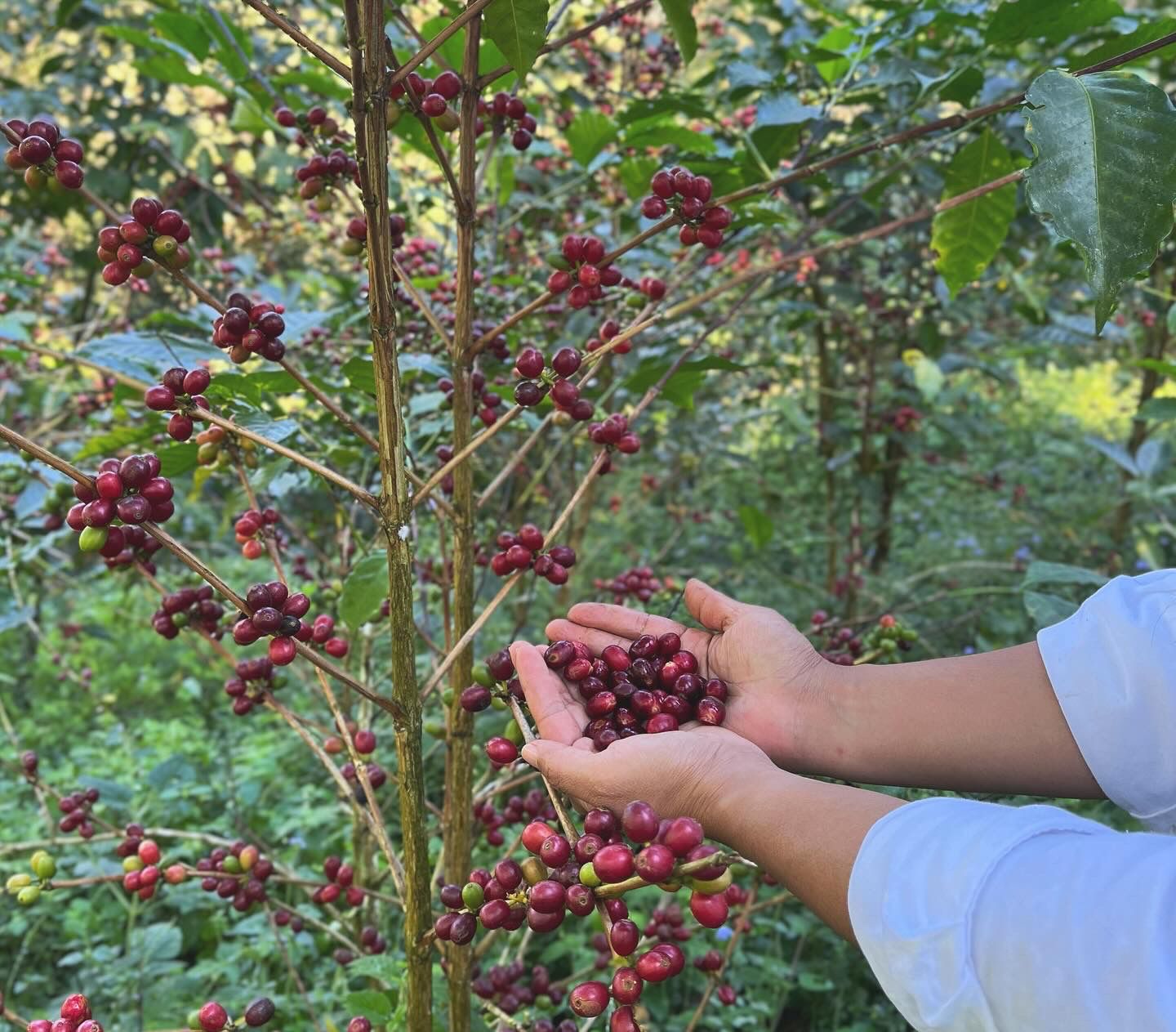 HONDURAS CECILIA QUAN RED HONEY