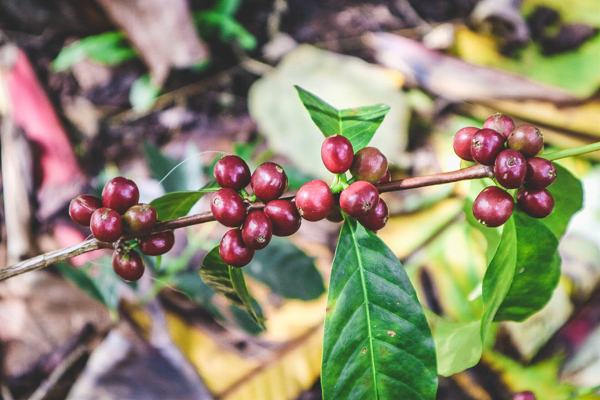 ETHIOPIA QABBALLE NATURAL
