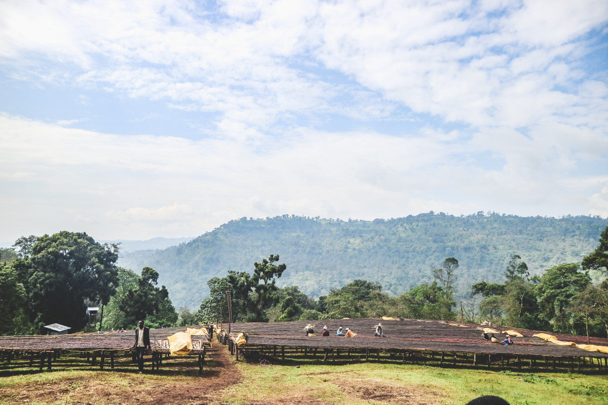 ETHIOPIA QABBALLE NATURAL