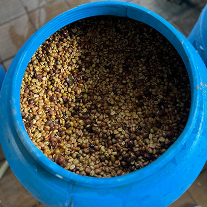 COLOMBIA GESHA SPIRITS SEMI-WASHED ANAEROBIC