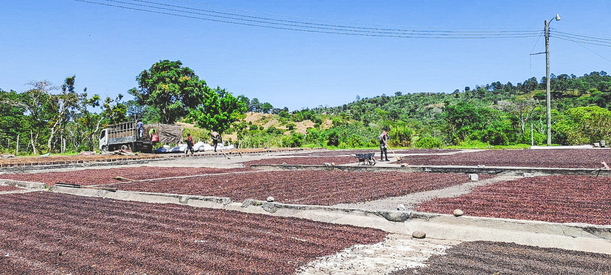 HONDURAS FINCA EL JARDIN NATURAL