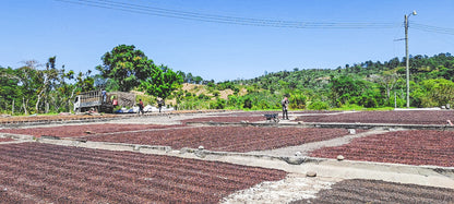 HONDURAS FINCA EL JARDIN NATURAL