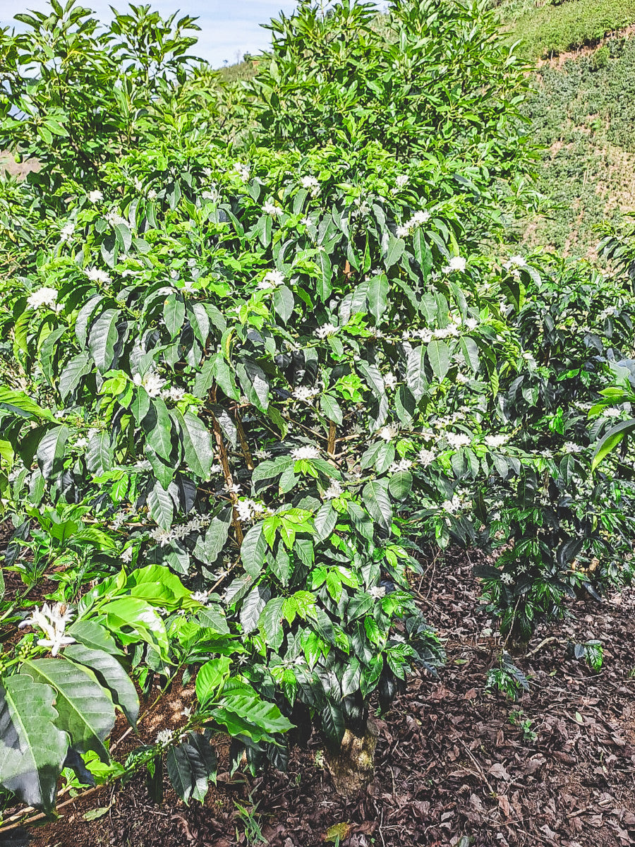 HONDURAS FINCA EL JARDIN NATURAL