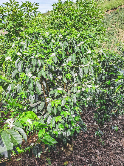 HONDURAS FINCA EL JARDIN NATURAL