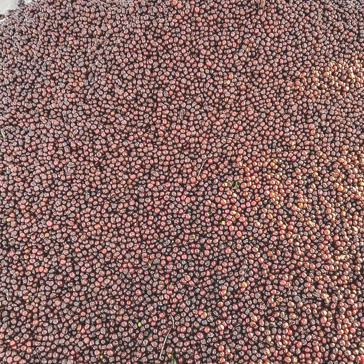 HONDURAS FINCA EL JARDIN NATURAL