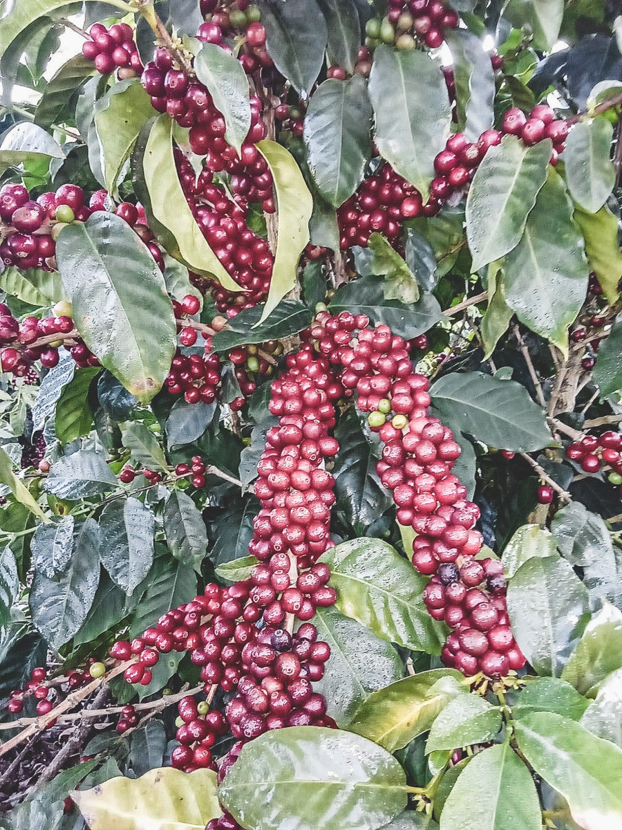 HONDURAS FINCA EL JARDIN NATURAL