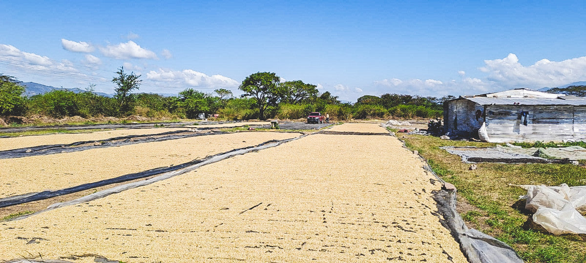 HONDURAS FINCA EL JARDIN NATURAL