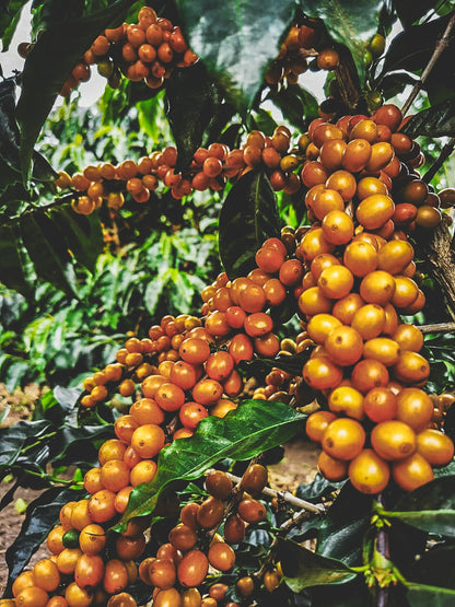 HONDURAS FINCA EL JARDIN NATURAL