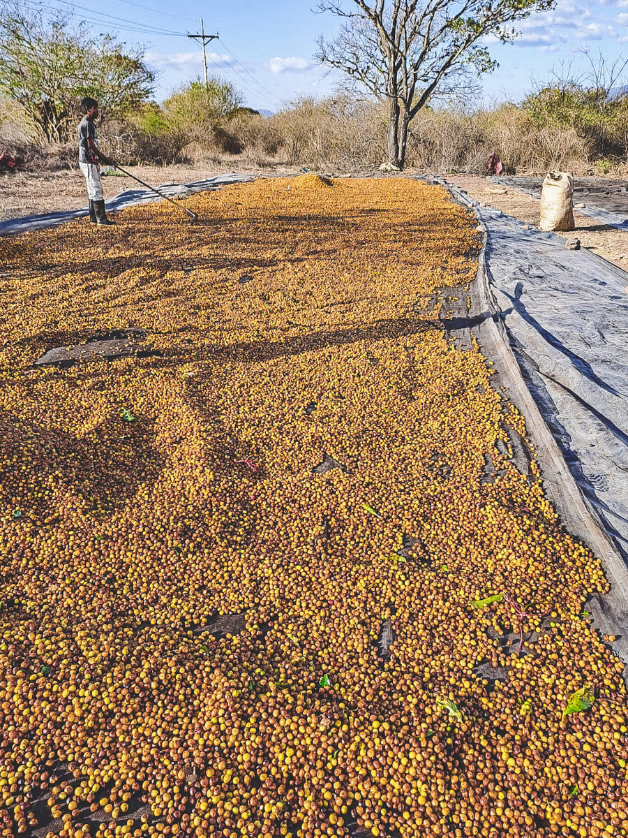 HONDURAS FINCA EL JARDIN NATURAL