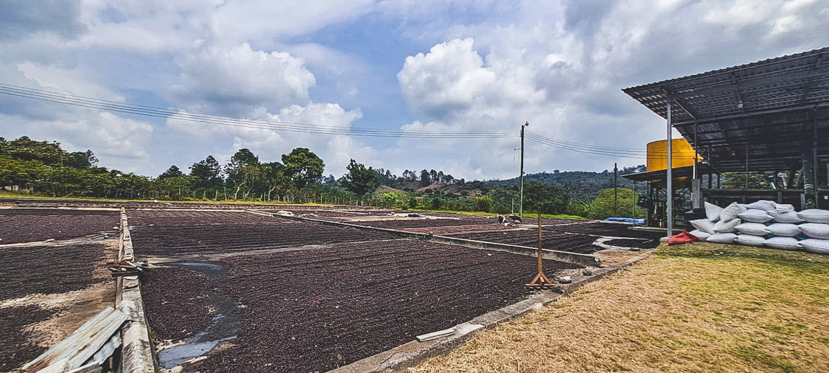 HONDURAS FINCA EL JARDIN NATURAL