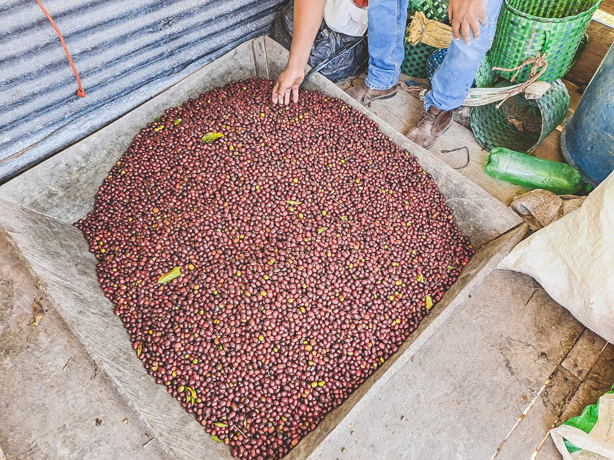 HONDURAS FINCA EL JARDIN NATURAL