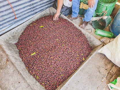 HONDURAS FINCA EL JARDIN NATURAL