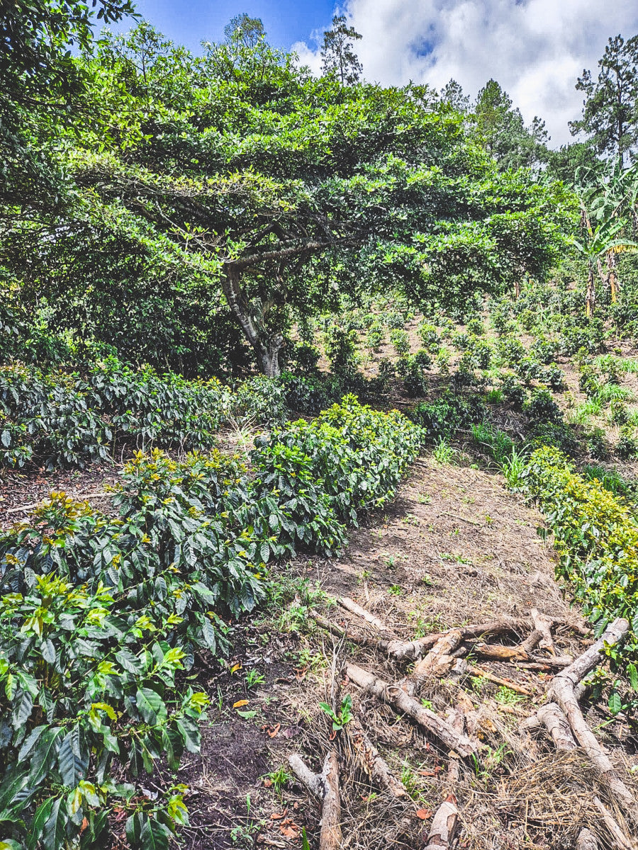 HONDURAS FINCA EL JARDIN NATURAL