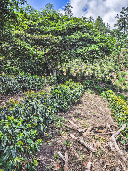 HONDURAS FINCA EL JARDIN NATURAL