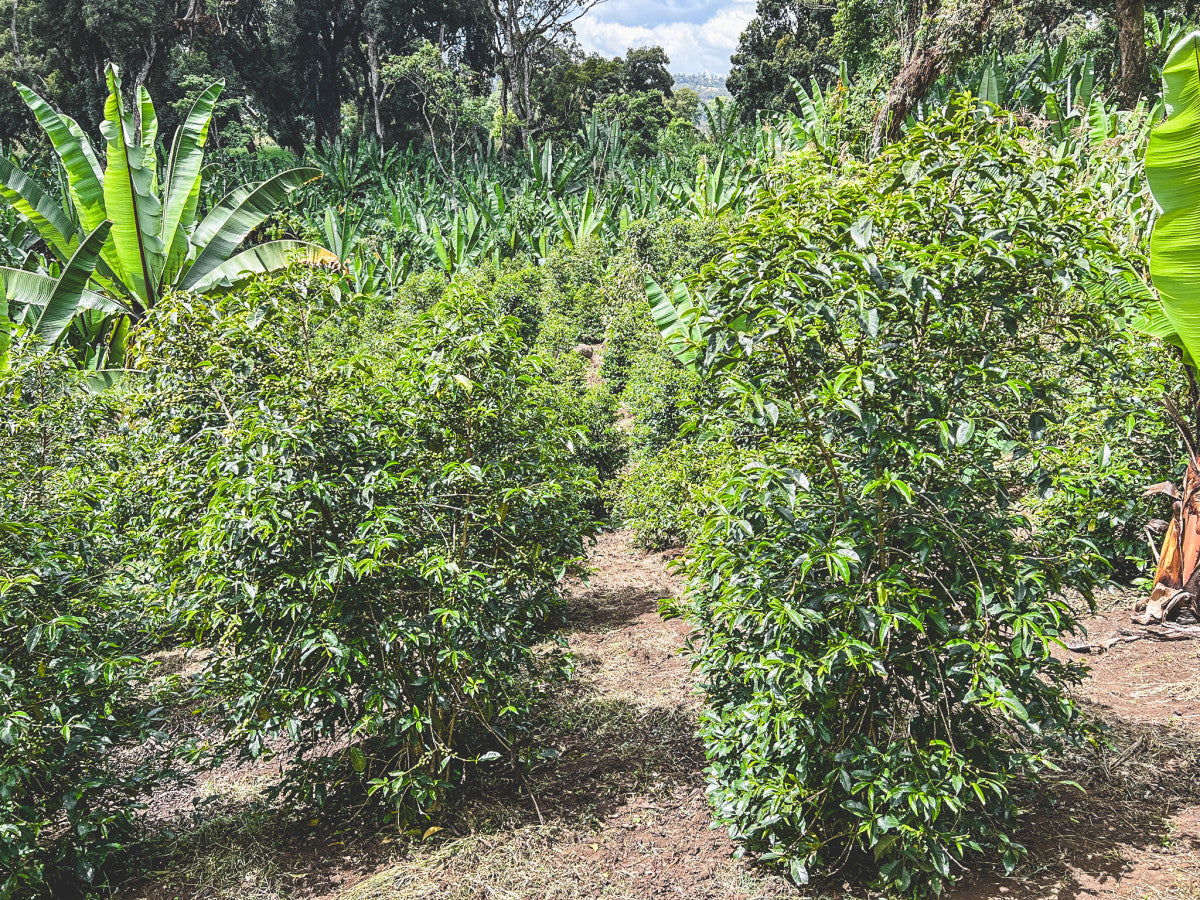 ETHIOPIA KOKE RED HONEY