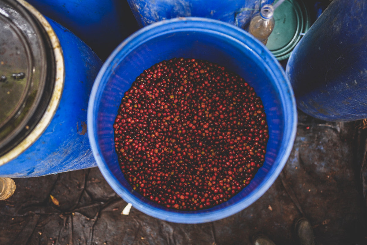 ETHIOPIA KOKE RED HONEY
