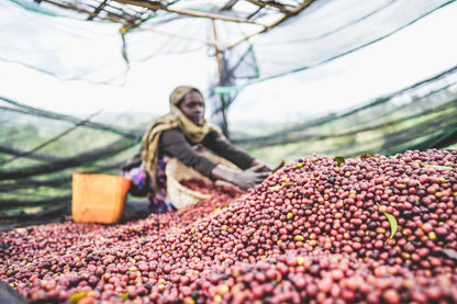 ETHIOPIA KOKE RED HONEY