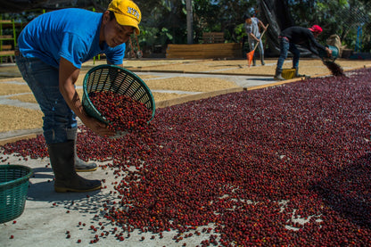 GUATEMALA FINCA LA SENDA ANAEROBIC NATURAL
