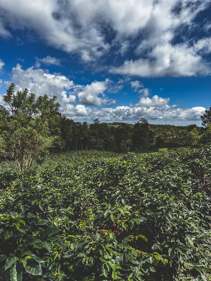 HONDURAS FINCA LAS MORAS HONEY
