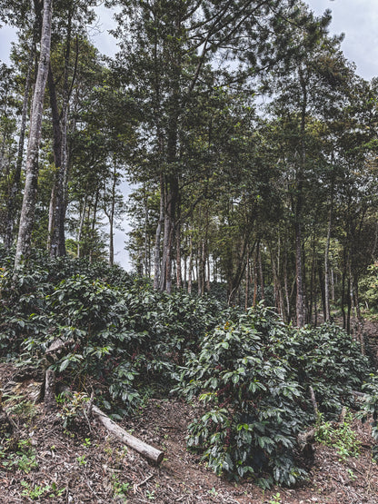 HONDURAS FINCA LAS MORAS HONEY