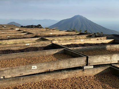 EL SALVADOR FINCA LOS PIRINEOS BLACK HONEY