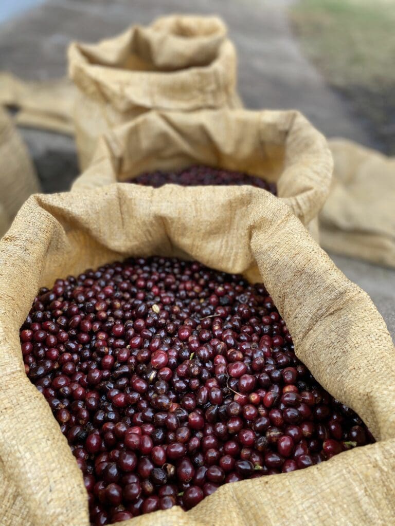 EL SALVADOR FINCA LOS PIRINEOS BLACK HONEY