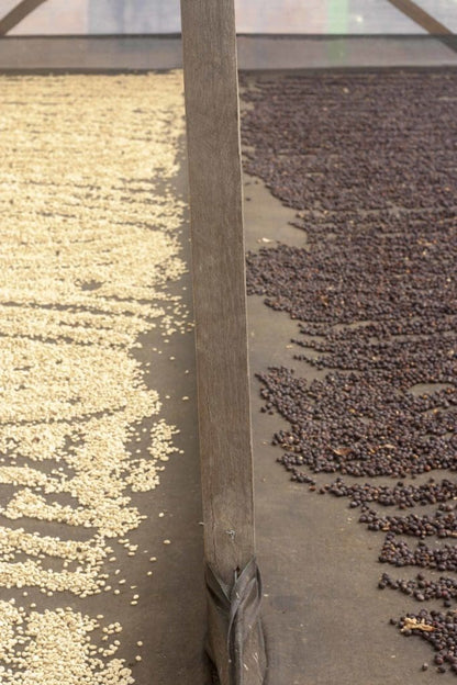 COLOMBIA RODRIGO SANCHEZ VALENCIA BLUEBERRY CO-FERMENT WASHED