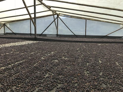 COLOMBIA RODRIGO SANCHEZ VALENCIA BLUEBERRY CO-FERMENT WASHED