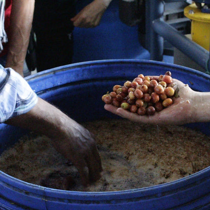 COLOMBIA GUAVA BANANA NATURAL ANAEROBIC
