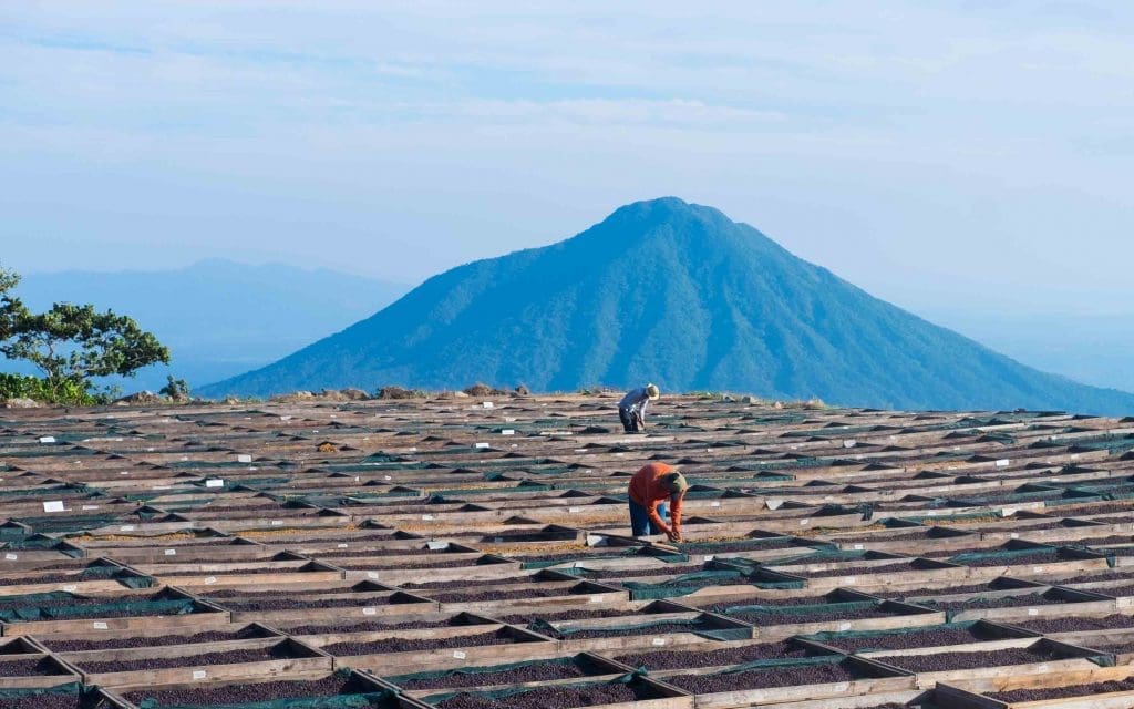 EL SALVADOR FINCA LOS PIRINEOS BLACK HONEY
