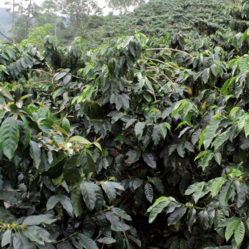 COLOMBIA GUAVA BANANA NATURAL ANAEROBIC