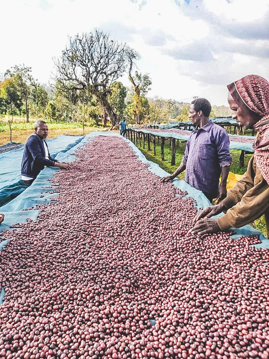 ETHIOPIA DANCHE STATION NATURAL