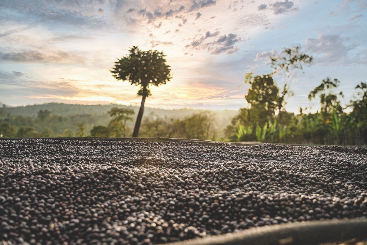 ETHIOPIA DANCHE STATION NATURAL