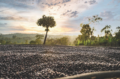 ETHIOPIA DANCHE STATION NATURAL