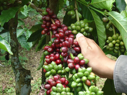 SUMATRA WINE PROCESS ANAEROBIC NATURAL