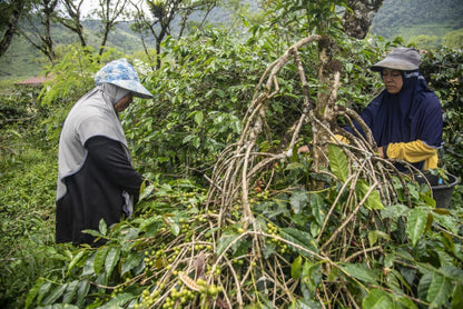 SUMATRA WINE PROCESS ANAEROBIC NATURAL