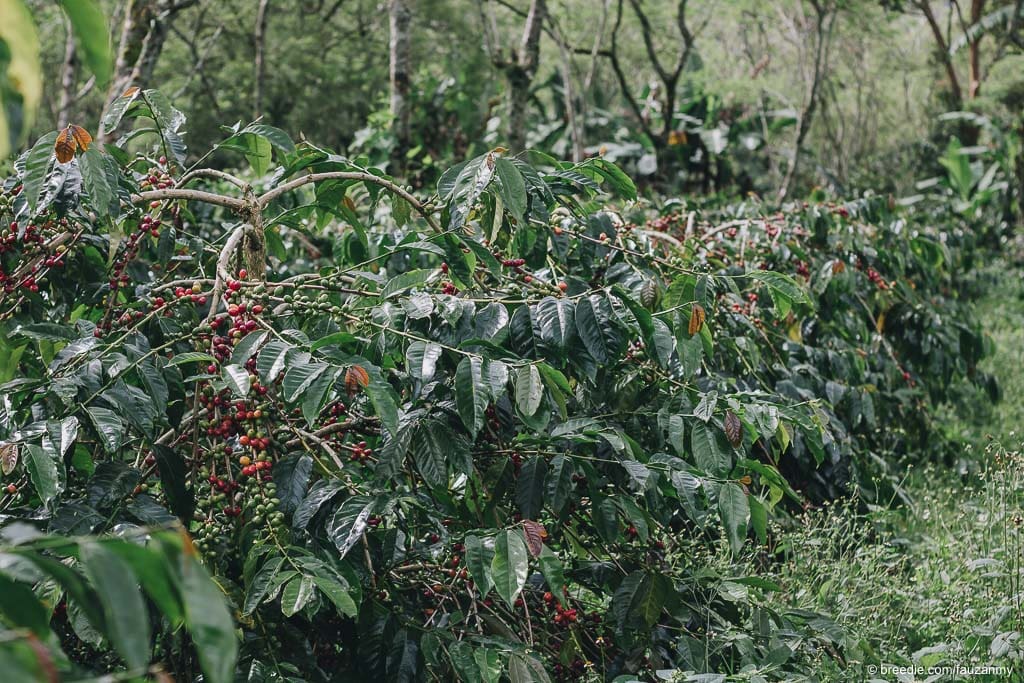 SUMATRA WINE PROCESS ANAEROBIC NATURAL