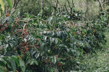 SUMATRA WINE PROCESS ANAEROBIC NATURAL