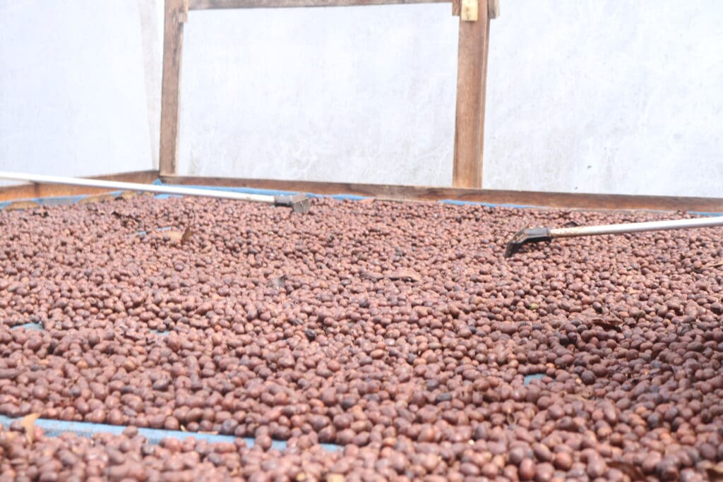 SUMATRA WINE PROCESS ANAEROBIC NATURAL