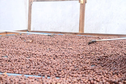 SUMATRA WINE PROCESS ANAEROBIC NATURAL