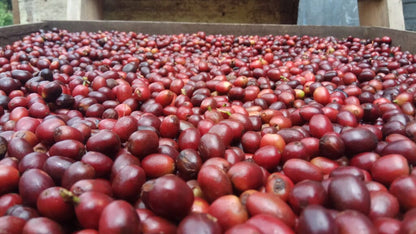 SUMATRA WINE PROCESS ANAEROBIC NATURAL
