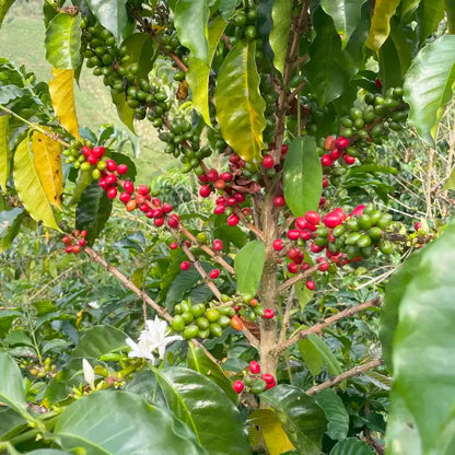 COLOMBIA GESHA SPIRITS SEMI-WASHED ANAEROBIC
