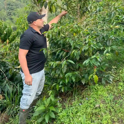 COLOMBIA GESHA SPIRITS SEMI-WASHED ANAEROBIC
